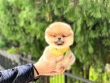 Oranj Dişi Pomeranian Boo Yavrumuz