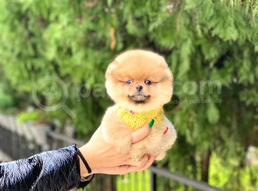 Oranj Dişi Pomeranian Boo Yavrumuz görsel