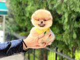 Oranj Dişi Pomeranian Boo Yavrumuz