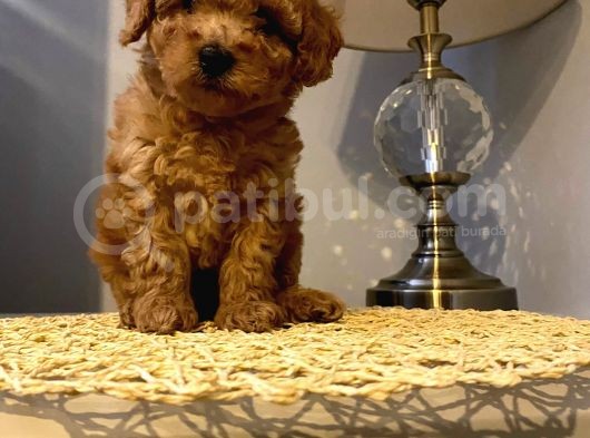 Safkan Toy Poodle Yavrularımız