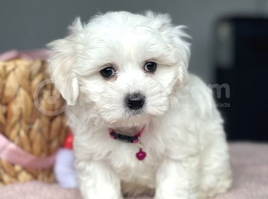 Muhtesem Kalite Orjinal Maltese Yavrularimiz görsel