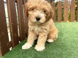 F2 Orjinal Maltipoo Yavrular Muhtesem