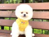 Ayıcık Surat Pomeranian Boo Yavrumuz