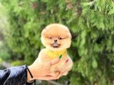 Oranj Dişi Pomeranian Boo Yavrumuz