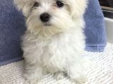 Sıfır Numara Maltese Mini Yavrular