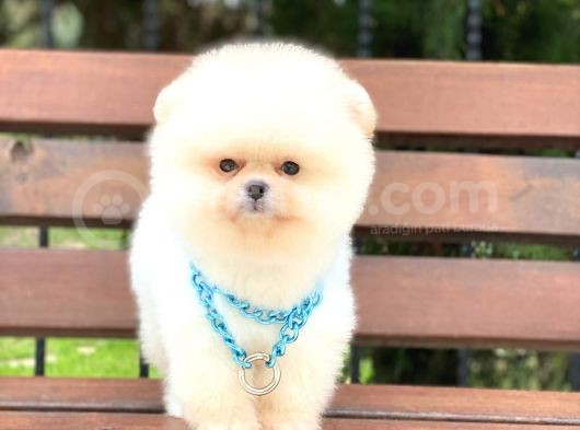 En İyisi Erkek Pomeranian Boo