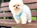 En İyisi Erkek Pomeranian Boo