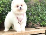 Kusursuz Karbeyaz Pomeranian Boo