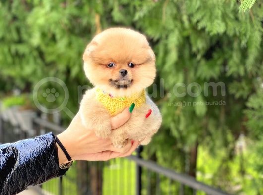 En Kaliteli Pomeranian Boo Yavrular görsel