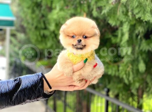 En Kaliteli Pomeranian Boo Yavrular görsel