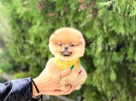 En Kaliteli Pomeranian Boo Yavrular görsel