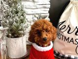 Red Toy Poodle Yavruları