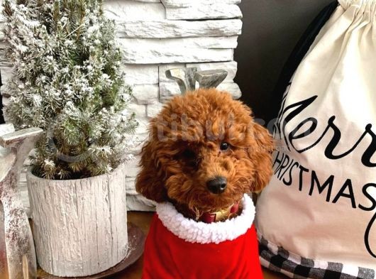 Red Toy Poodle Yavruları