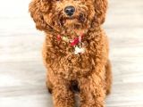 Red Toy Poodle Yavruları