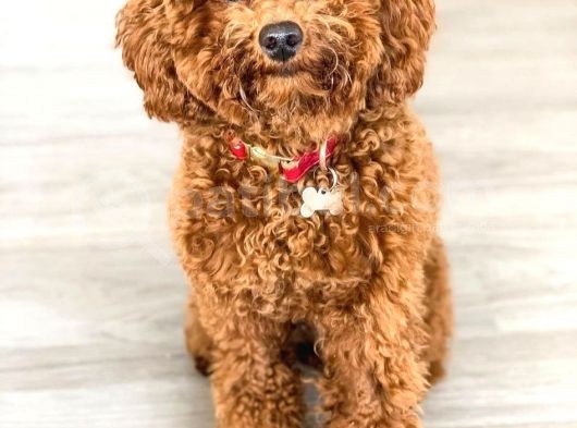 Red Toy Poodle Yavruları görsel