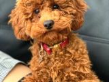 Red Toy Poodle Yavruları