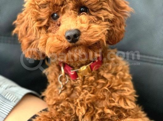 Red Toy Poodle Yavruları görsel