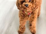 Red Toy Poodle Yavruları