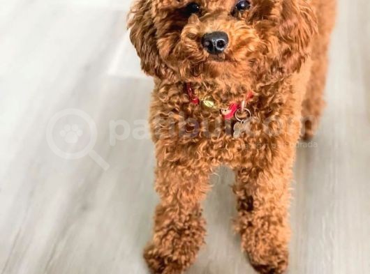 Red Toy Poodle Yavruları görsel
