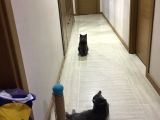 Saf Gri British Shorthair Yavrusu 2.5 Aylık Dişi