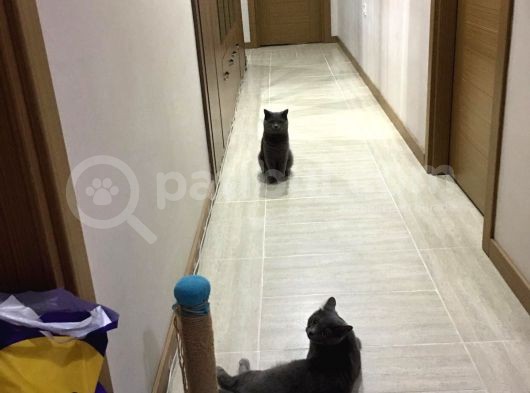 Saf Gri British Shorthair Yavrusu 2.5 Aylık Dişi görsel