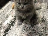 Çok Tatlı British Longhair
