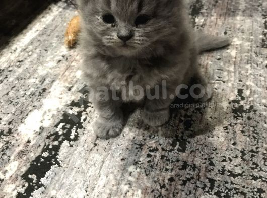 Çok Tatlı British Longhair