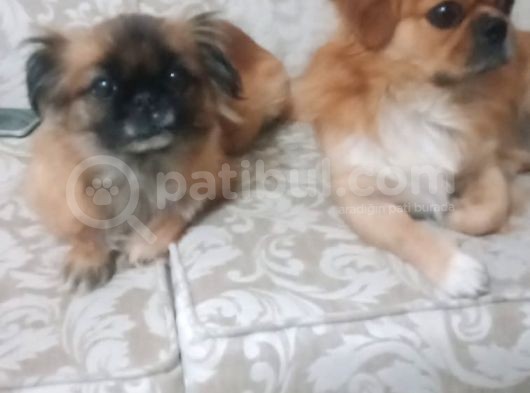 15 Günlük Sıfır Burun Saf Kan 2 Erkek 2 Dişi Yavrular görsel