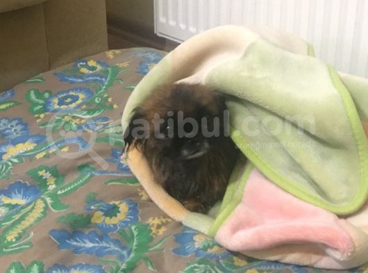 15 Günlük Sıfır Burun Saf Kan 2 Erkek 2 Dişi Yavrular görsel