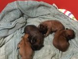 15 günlük sıfır burun saf kan 2 erkek 2 dişi yavrular