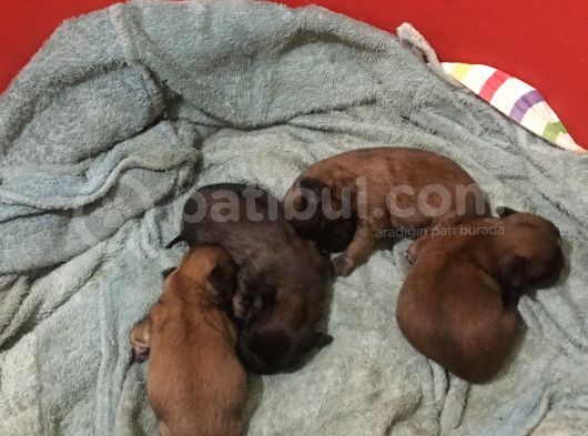 15 Günlük Sıfır Burun Saf Kan 2 Erkek 2 Dişi Yavrular