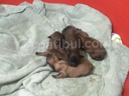 15 Günlük Sıfır Burun Saf Kan 2 Erkek 2 Dişi Yavrular görsel