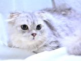 6 Aylik Erkek Si̇lver Scotti̇sh Fold Longhai̇r