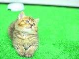 Ny24 Golden British Shorthair