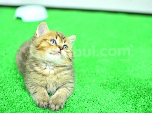 Ny24 Golden British Shorthair görsel