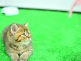 Ny24 Golden British Shorthair