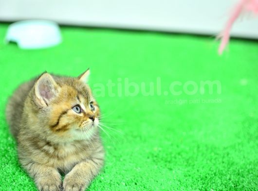 Ny24 Golden British Shorthair görsel