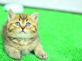 Muhteşm Güzelli̇kte Ny24 Golden Bri̇ti̇sh