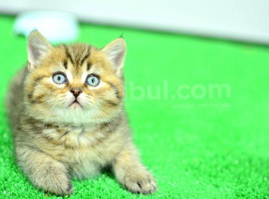 Muhteşm Güzelli̇kte Ny24 Golden Bri̇ti̇sh