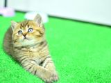 Ny24 Golden British Shorthair