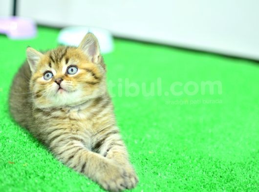 Ny24 Golden British Shorthair