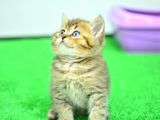 Muhteşm Güzelli̇kte Ny24 Golden Bri̇ti̇sh