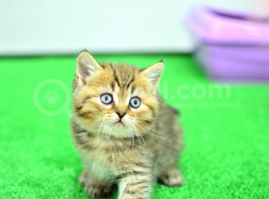 Muhteşm Güzelli̇kte Ny24 Golden Bri̇ti̇sh görsel