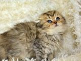 Kaplan Gi̇bi̇ Heybetli̇ Ny24 Golden Tabby Scotti̇sh Fold Longhai̇r