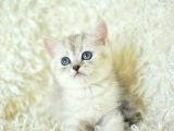 Sevi̇mli̇ Surat Ns25 Bri̇ti̇sh Shorthai̇r