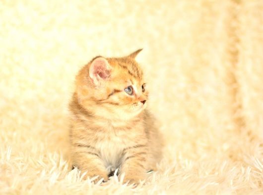 Golden Tabby Ny24 Bri̇ti̇sh Shorthai̇r görsel