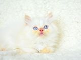 Red Poi̇nt Beyaz Chinchilla Yavrumuz
