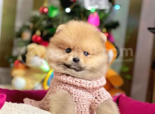 2 Aylık Erkek Pomerani̇an görsel