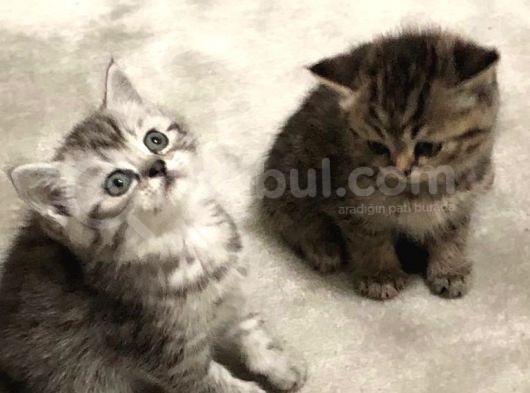 Yavrularımız Yeni Yuvalarına Gitmeye Hazır☺️ görsel