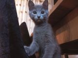 MaviRus. Dişi. 6 Aylik